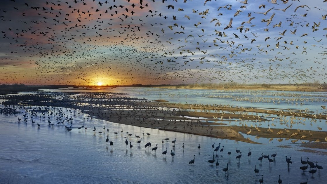 Wetland landscape with migrating birds.