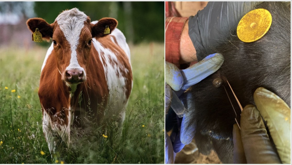 cow tick removal