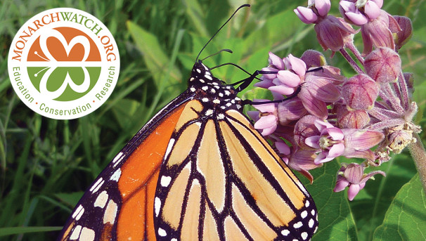 Monarch on milkweed