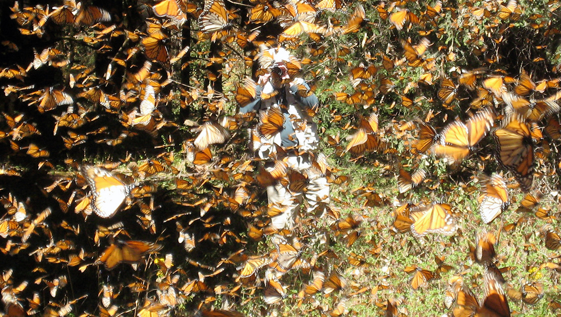 Monarchs in Mexico