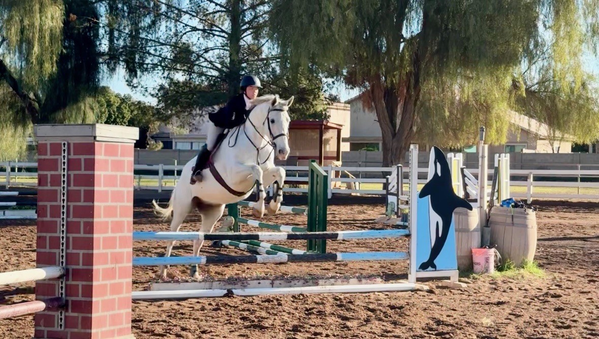 Lilly jumping Open Fences