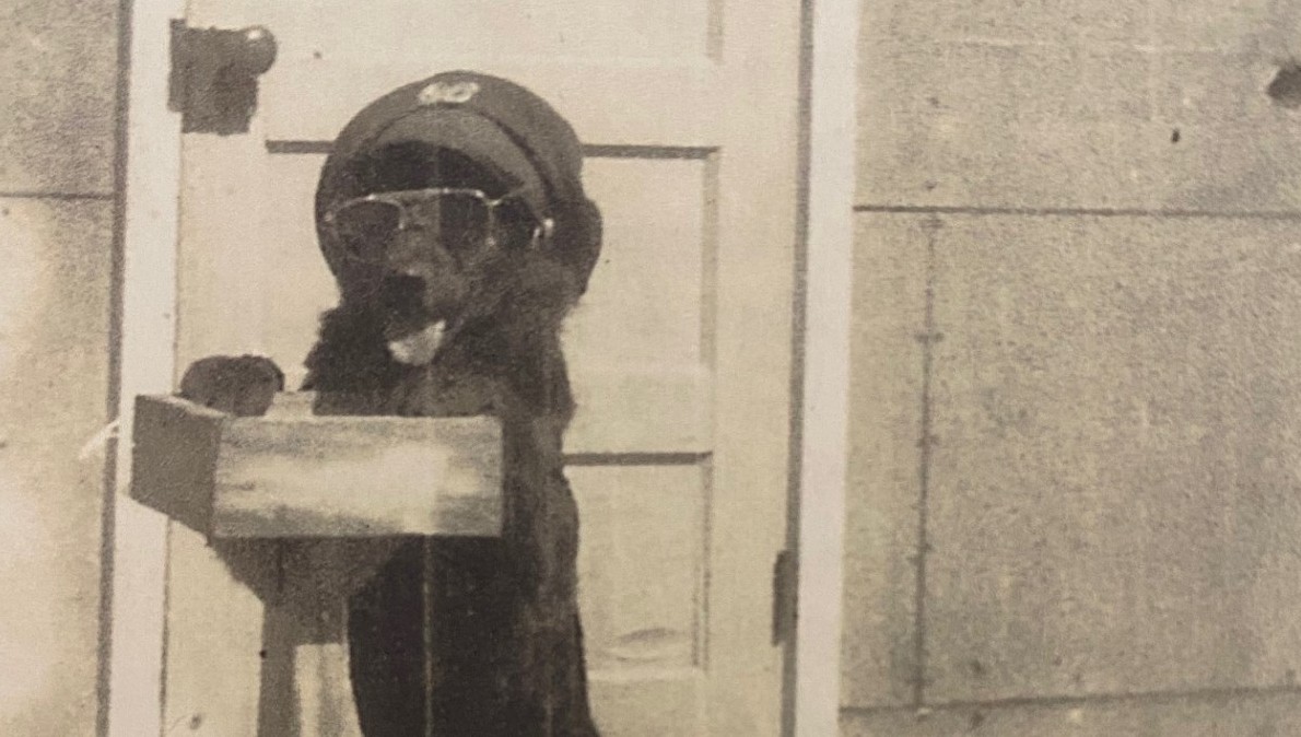 Ace the War Dog, in Stillwater, c. 1950