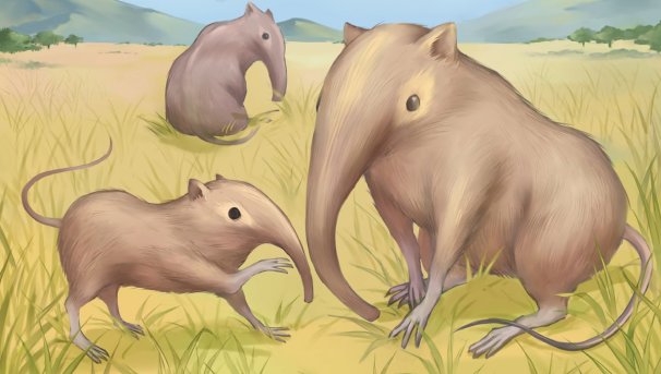 Teaching Evolution to Young Children Image