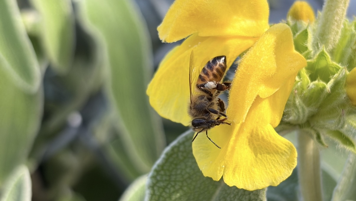 Bee collecting nectar from a bright yellow flower, with soft green foliage blurred behind.