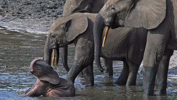 Saving Elephants, Finding Poachers Image