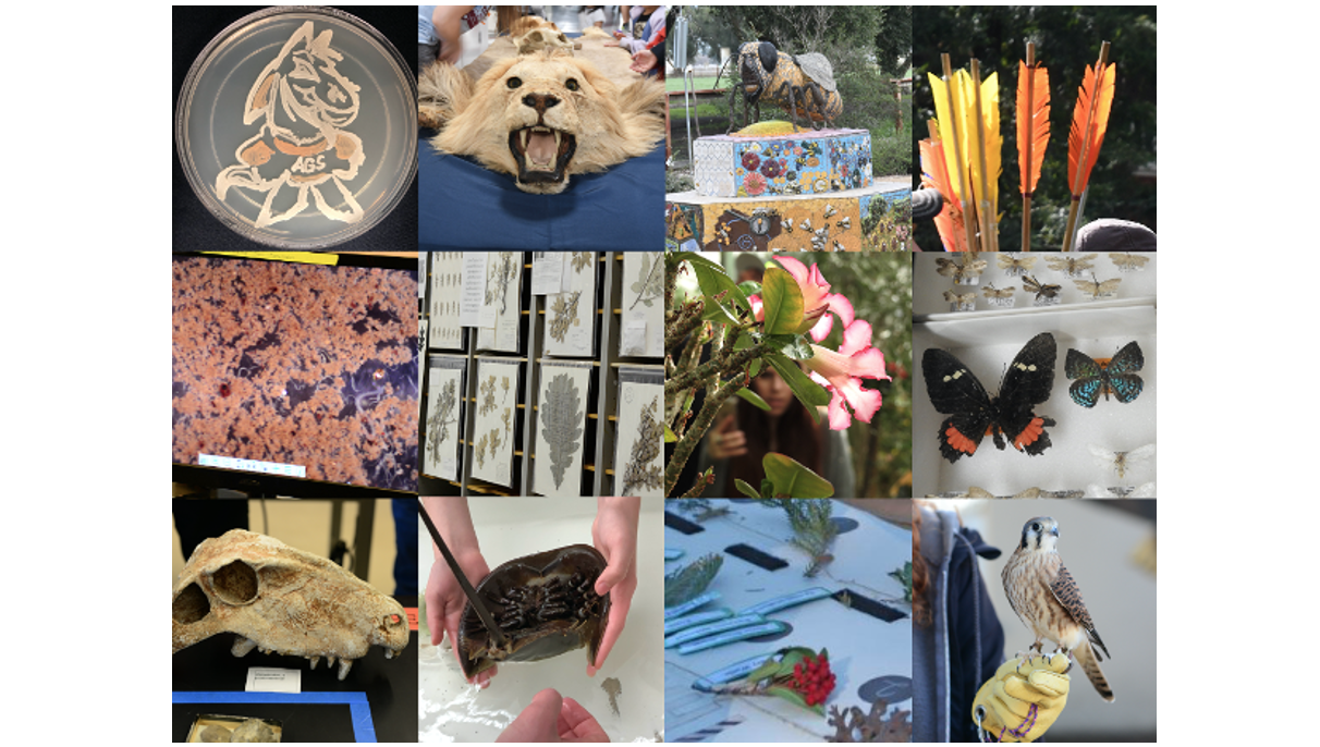 Biodiversity Museum Day Collections Collage