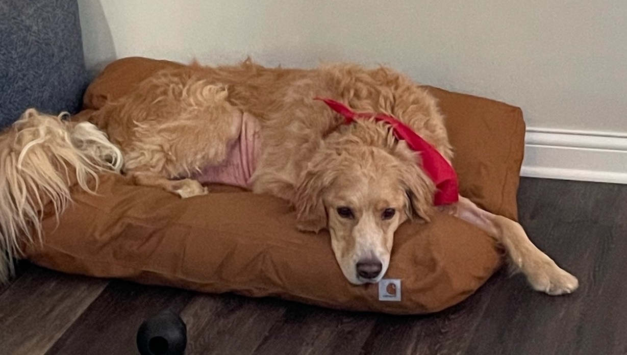 Photo of Cooper against a brown dog bed. He wears a scarlet bandana