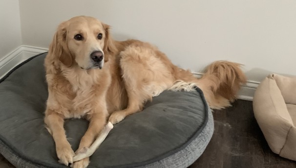 Photo of the golden retriever Cooper laying on a dog bed. He holds a bone