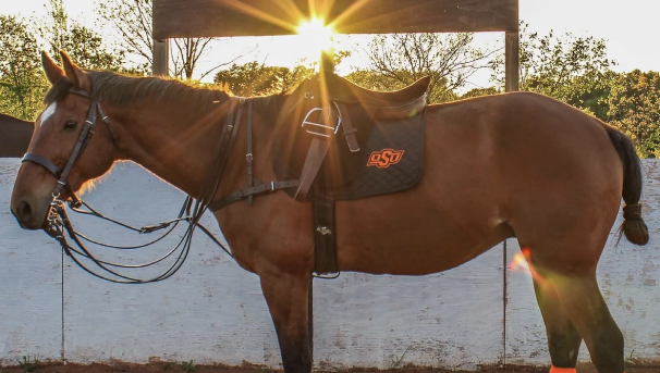 Spring 2024 - OSU Polo Needs Your Help Image