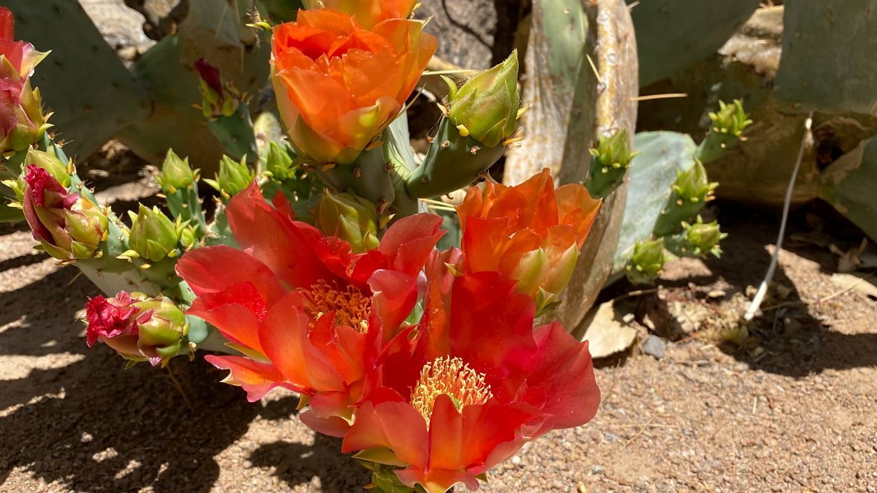 Vibrant red orange flowers on what appears to be a pickly pear cactus