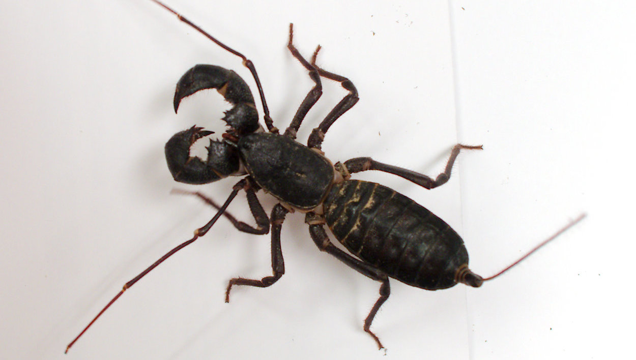 Arachnid commonly known as a whip scorpion or vinegaroon