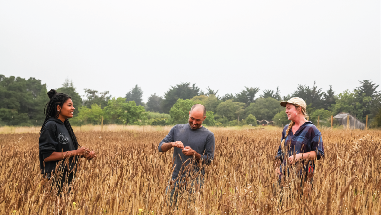 Grain harvest