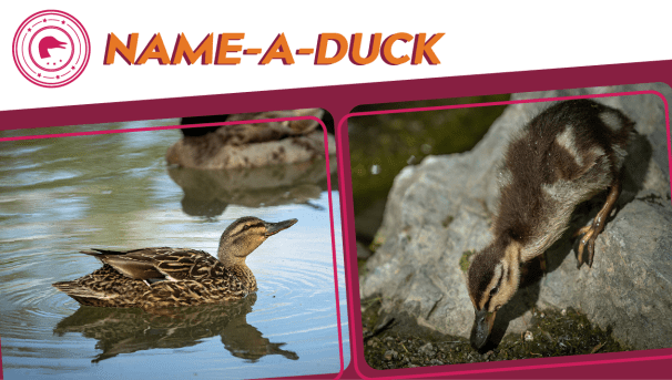 Name-A-Duck Image