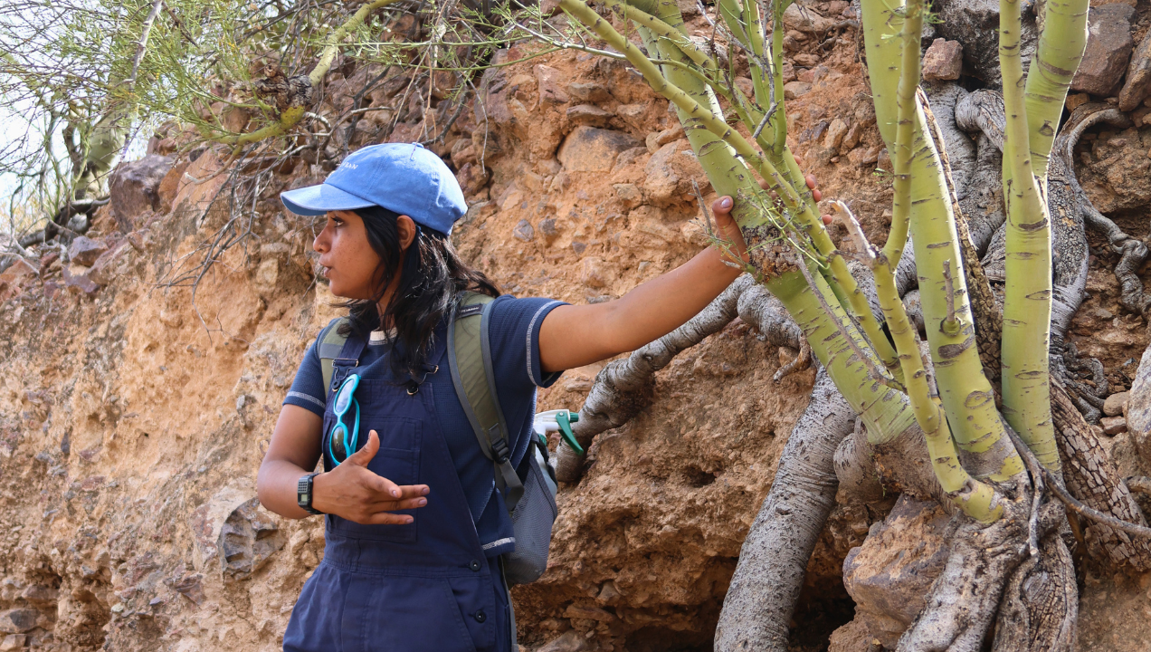 Educator, Nasiha, Showing Students the Deep Palo Verde Roots