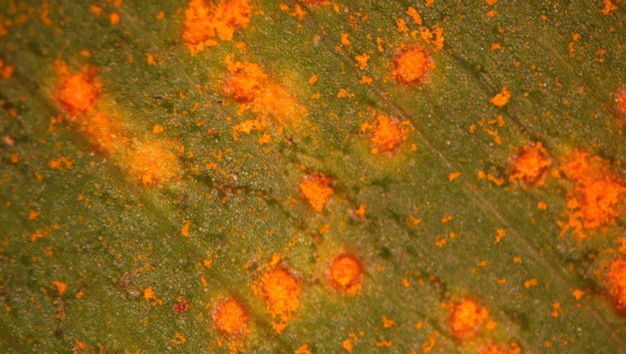 A view of a canna lily leaf under the microscope with orange rust pustules (lesions) and spores.