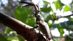 Patagonia Beetle Biodiversity