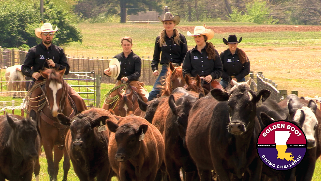 Bumpers Students with cattle