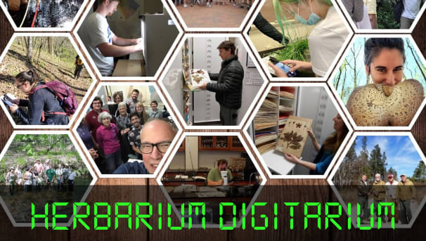 Herbarium Digitarium mosaic