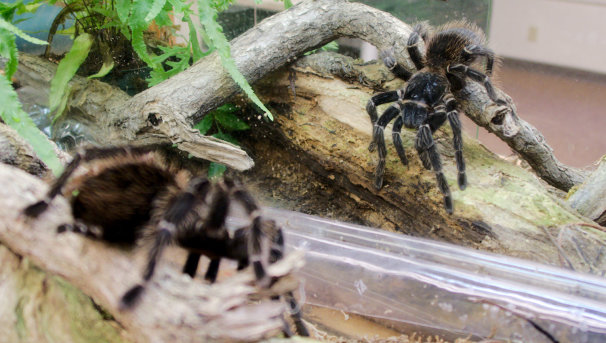 Bird-eating Tarantulas on various parts of trees