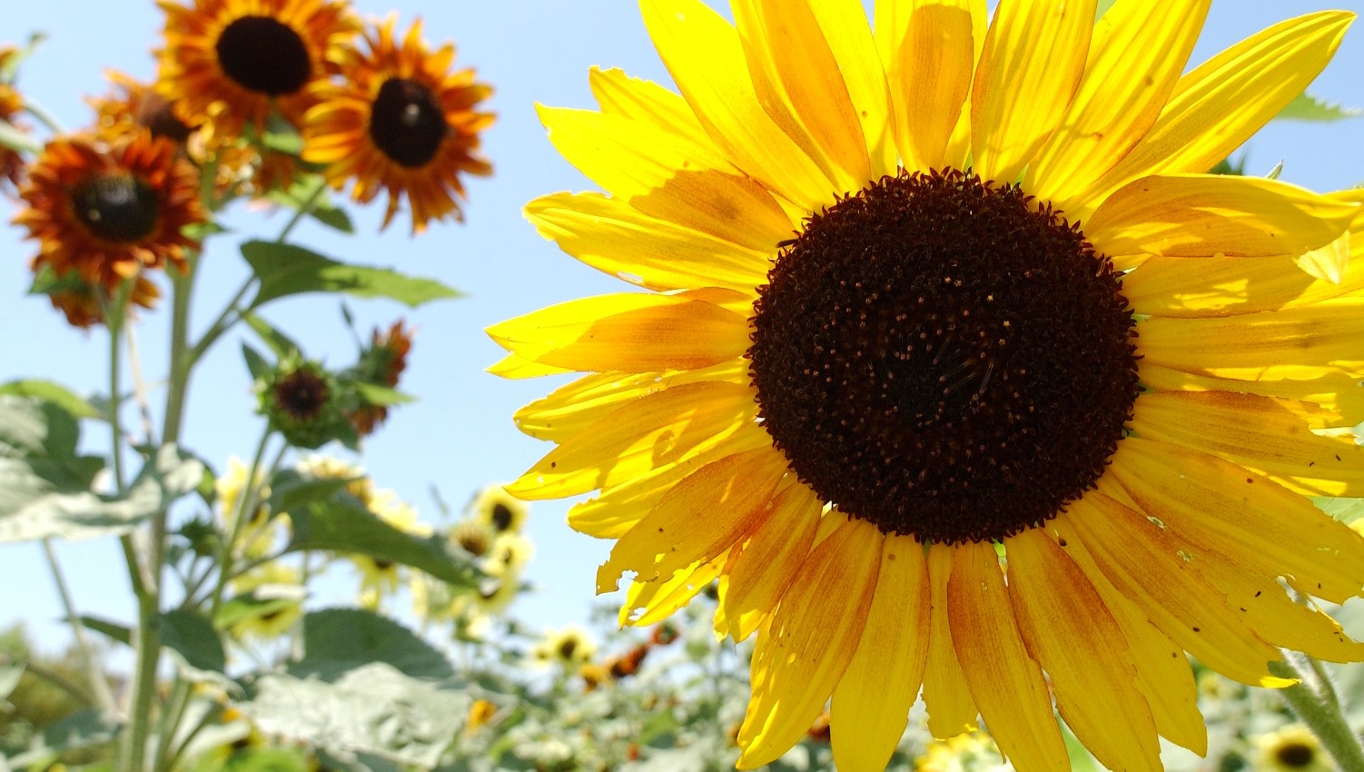 Sunflowers