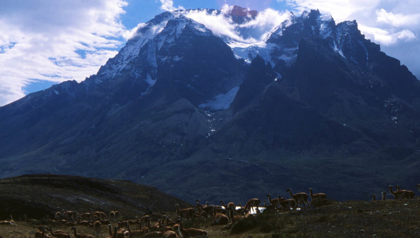 Patagonia Beetle Biodiversity Image