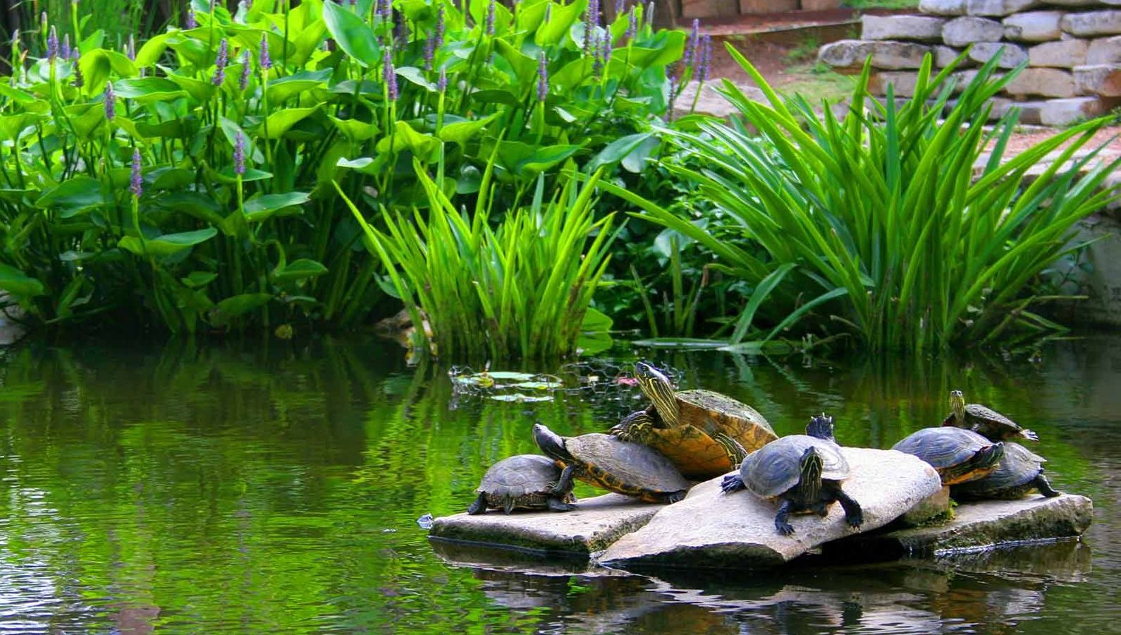 European pond turtle sitting on a trunk in a pond iPhone 11 Pro