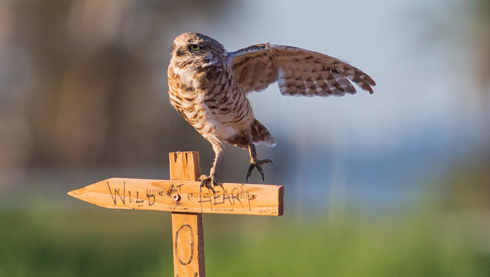 Owl stretches out a wing in preparation for flight. Photo by ASU/Deanna Dent.