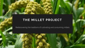 The Millet Project: Where Have All the Grains Gone?