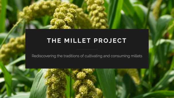 research project on millets