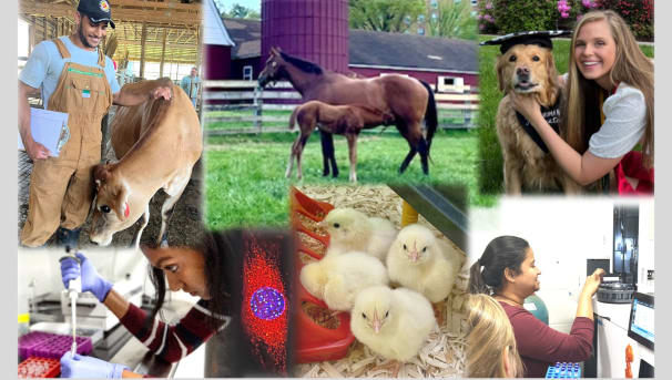 Help Support Animal and Avian Sciences Graduate Students Image