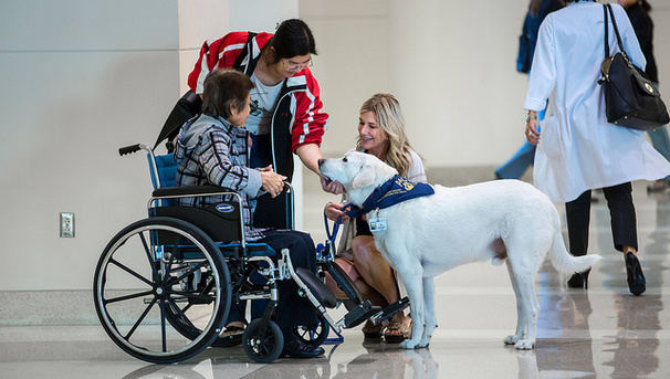 Ucla emotional support animal sales