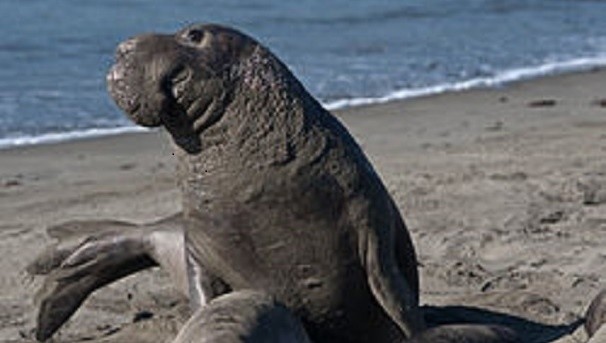 Decoding the language of the Northern Elephant Seal Image