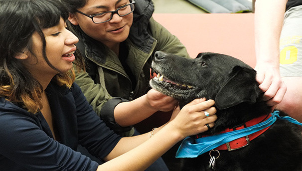 Pause for Paws Image