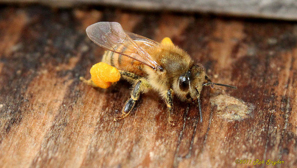 University of Maryland  Sentinel Hives: Guardians of Honey Bees