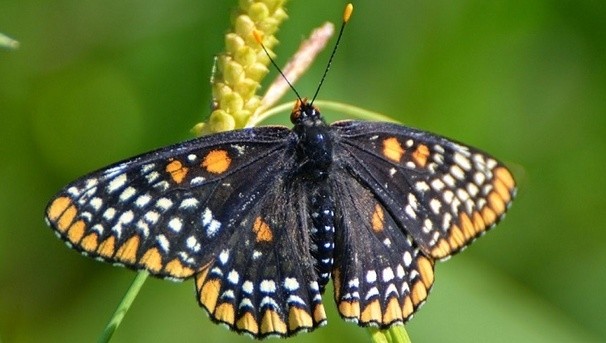 Bring the Baltimore Checkerspot Butterfly Back to Campus Image