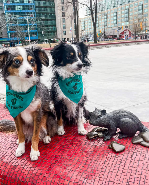 Image for Update: And the winners of the #AlphaGamGives Pet Challenge are...
