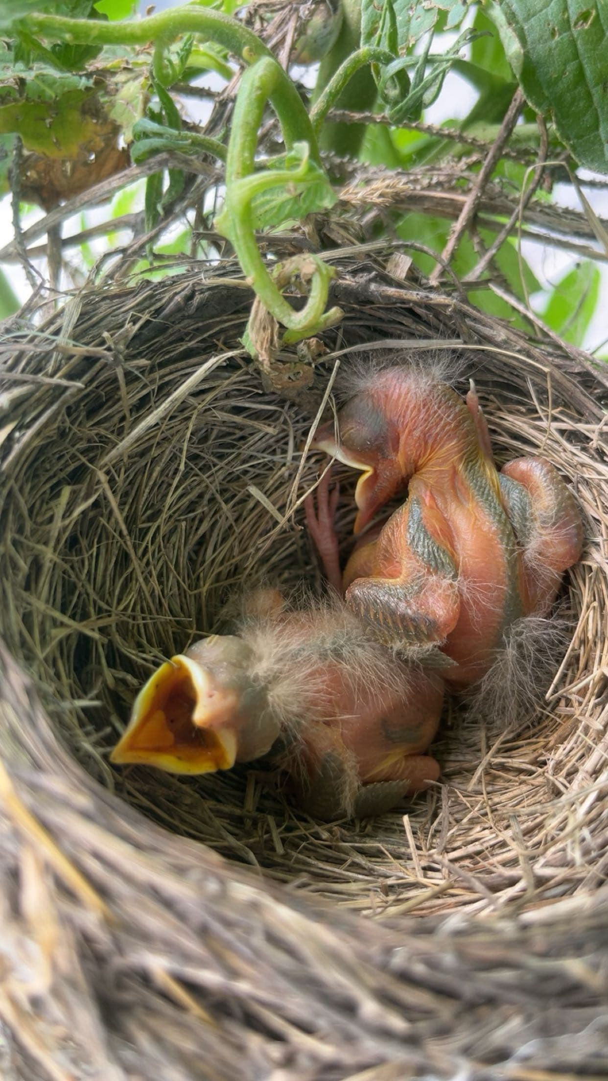 Kind of gross but our new baby robins!