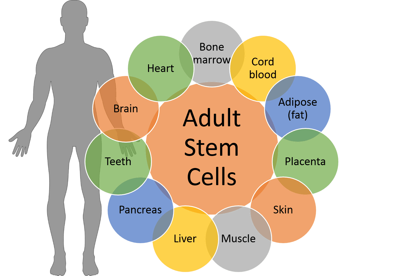 LaunchKU Midwest Stem Cell Therapy Center