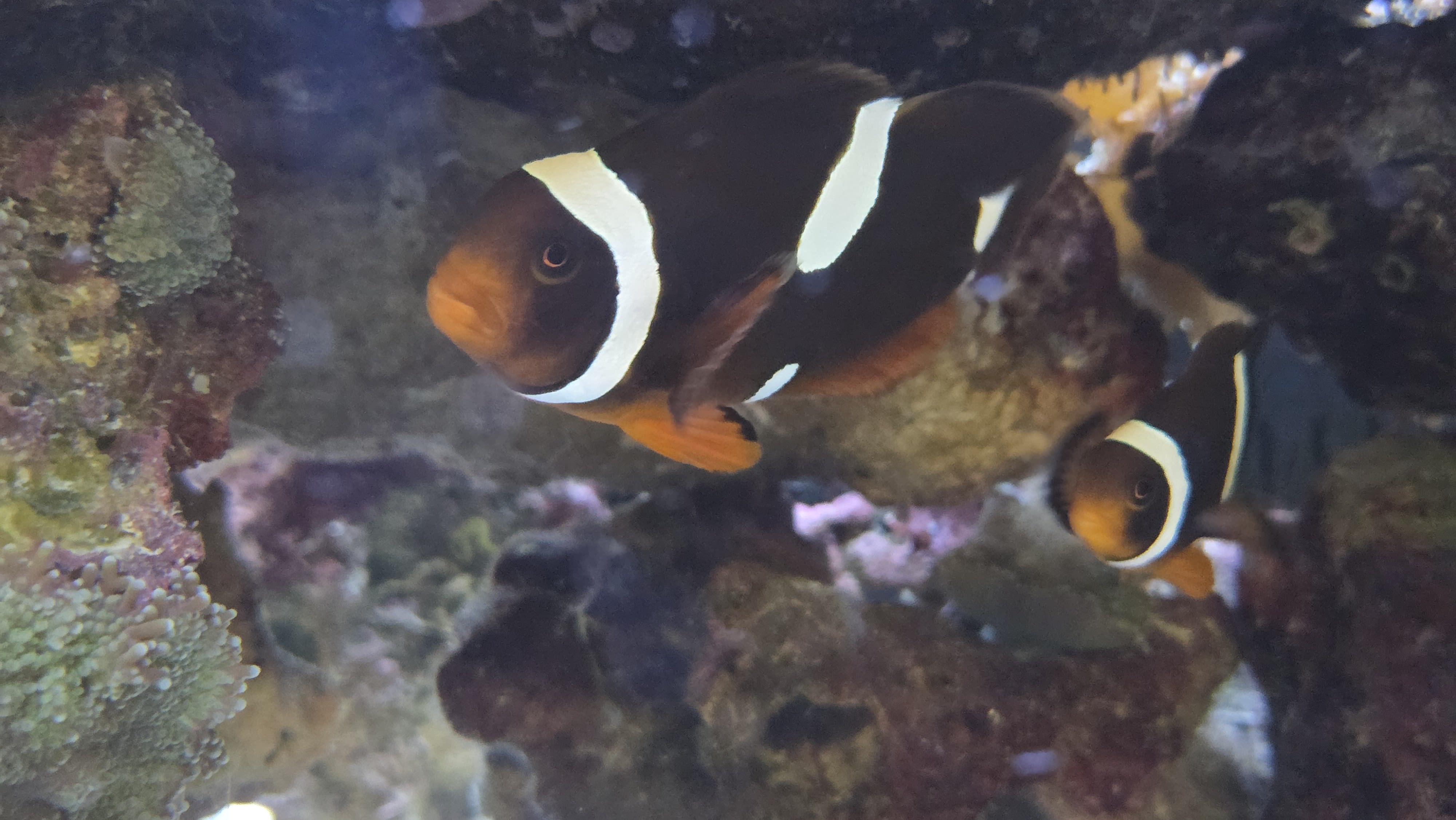The clownfish pair in their cave.