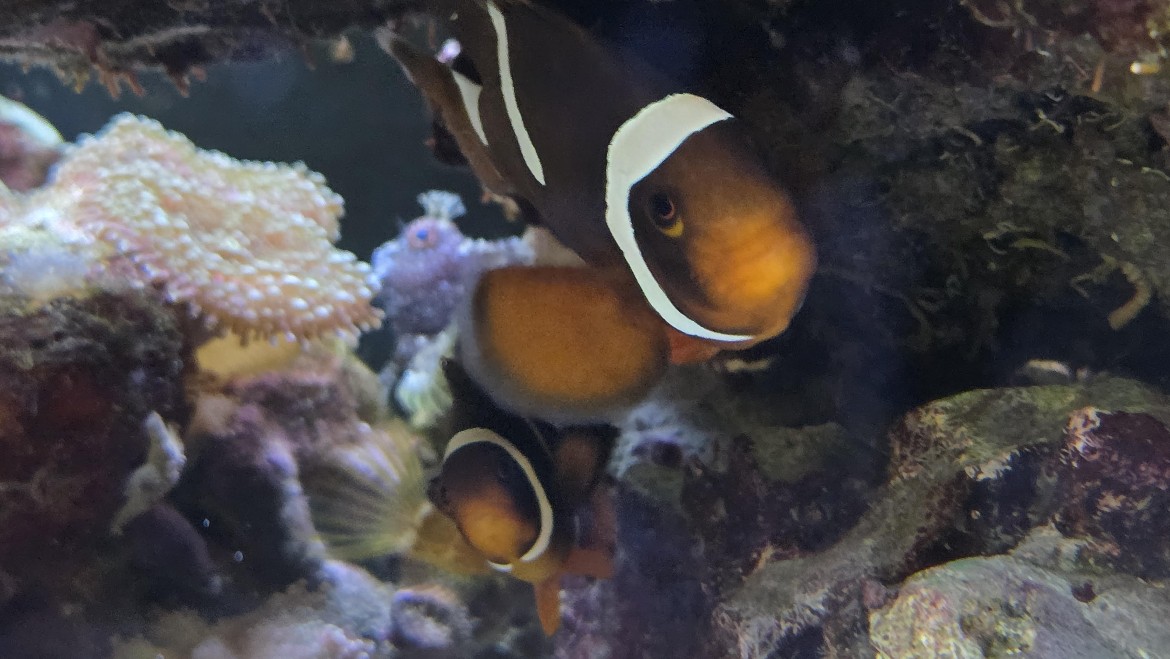The two clownfish in their cave.