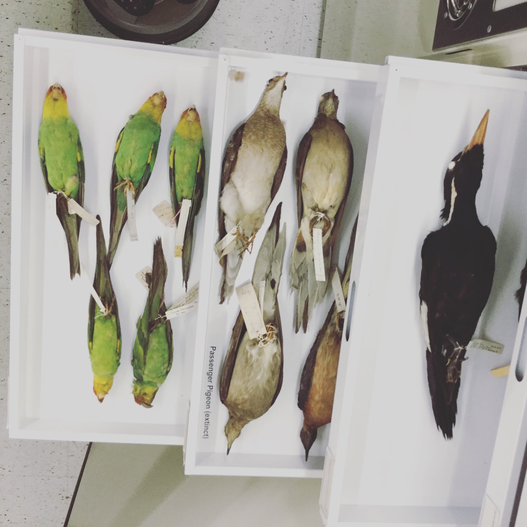 Various drawers full of preserved birds