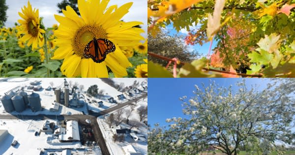 A collage of nature pictures in different seasons