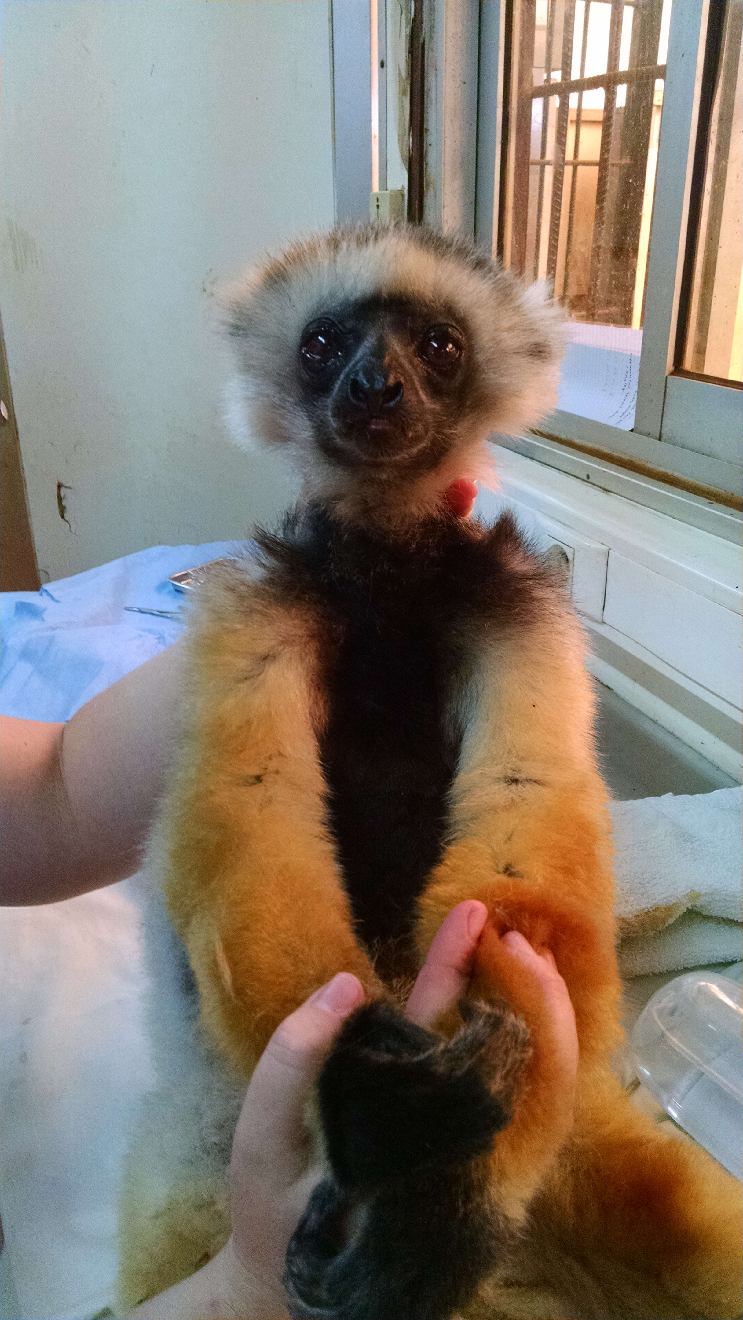 A vet holding an orange and black lemur