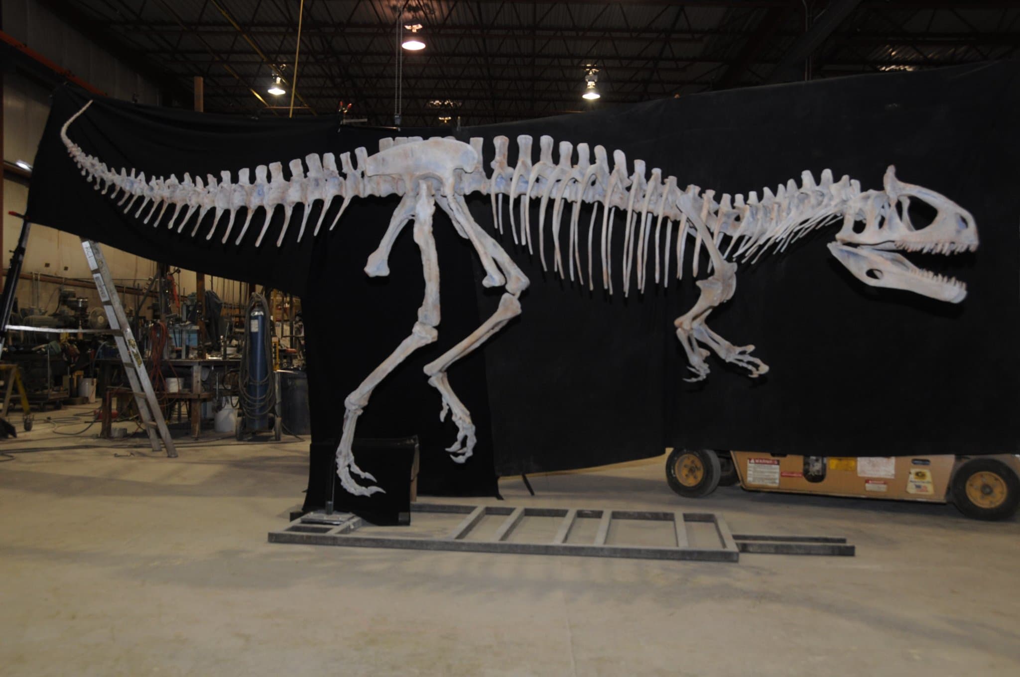 A large dinosaur's skeleton on a black backdrop