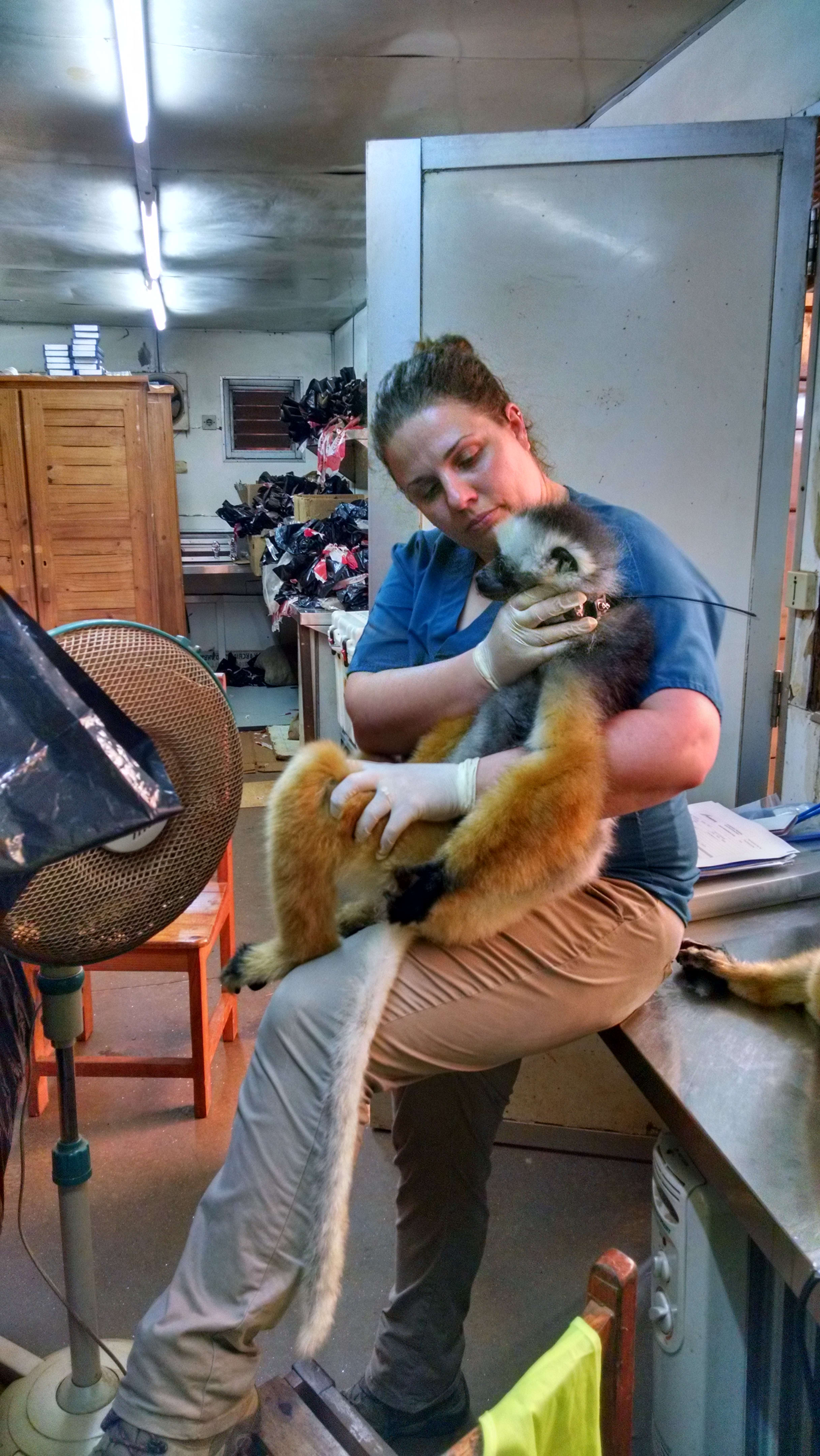 A woman holding a lemur for their examination