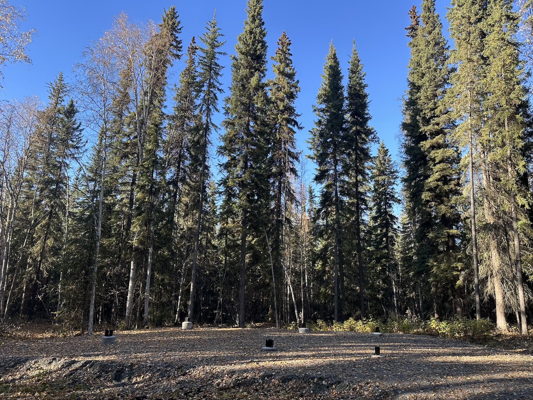 clearing in the woods