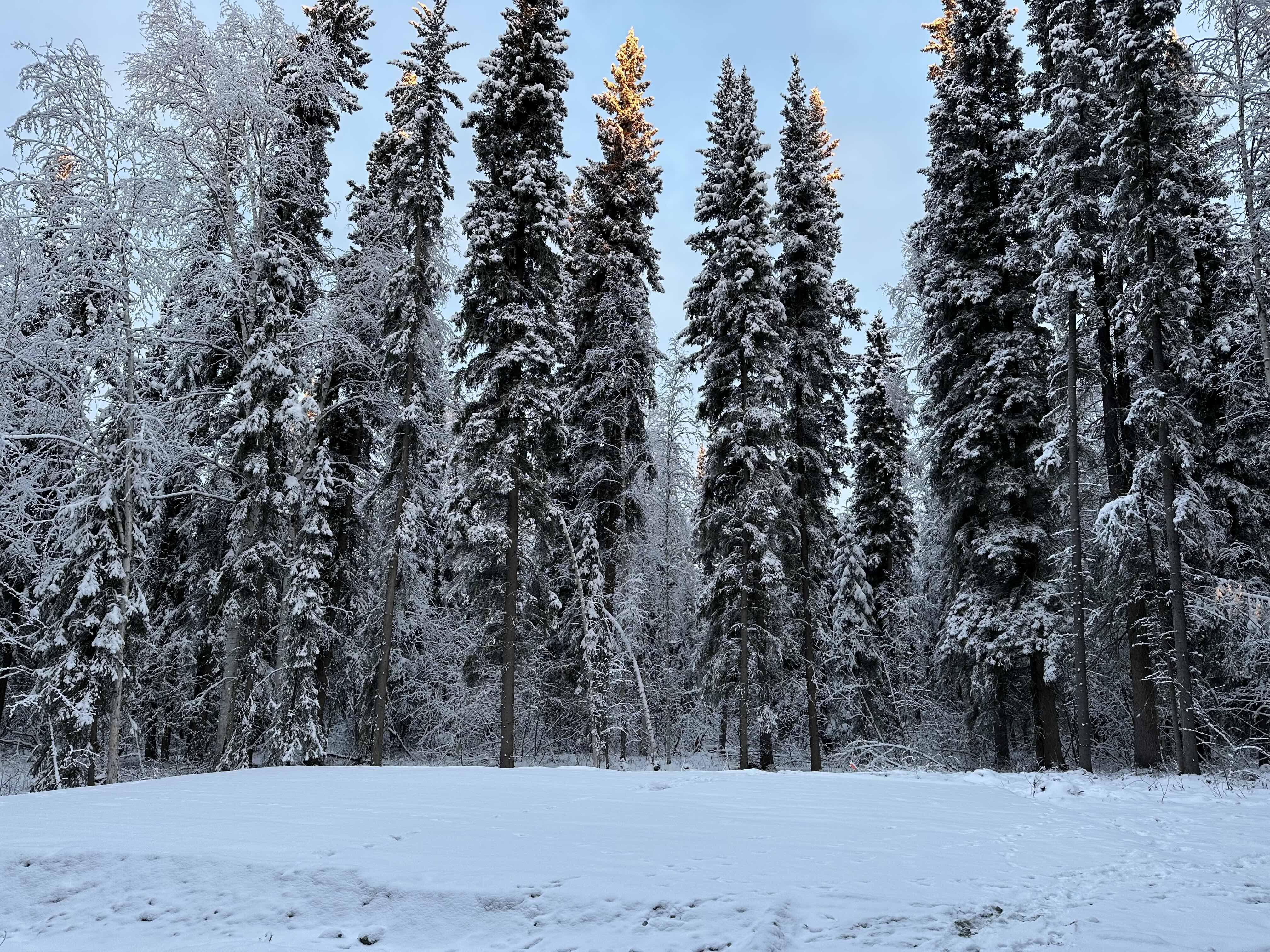 open field in the snowy woods