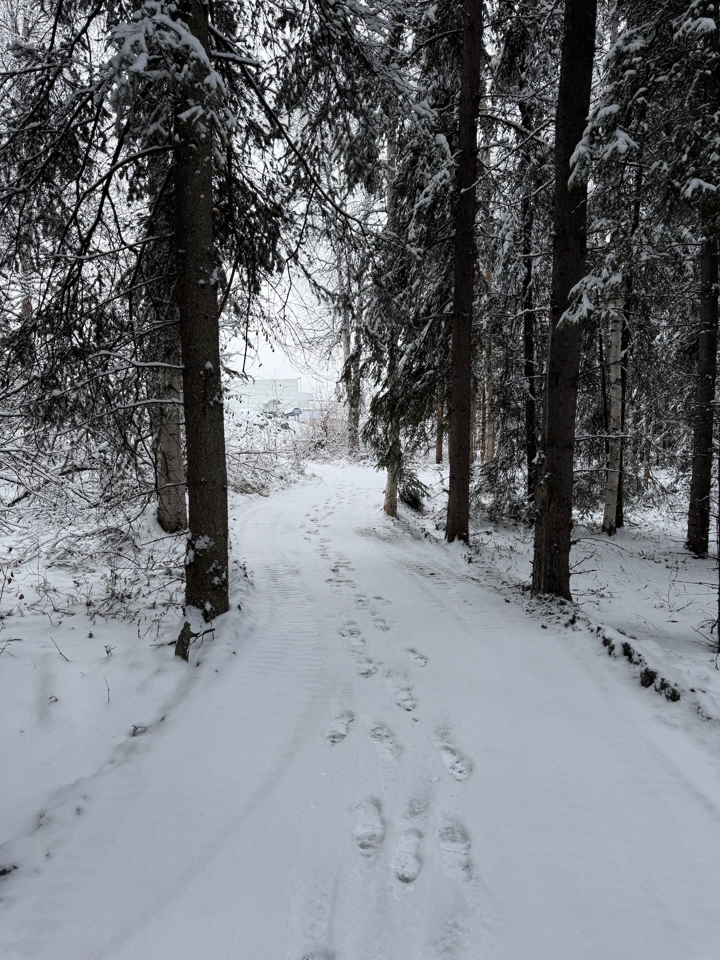 snowy trail through the woods