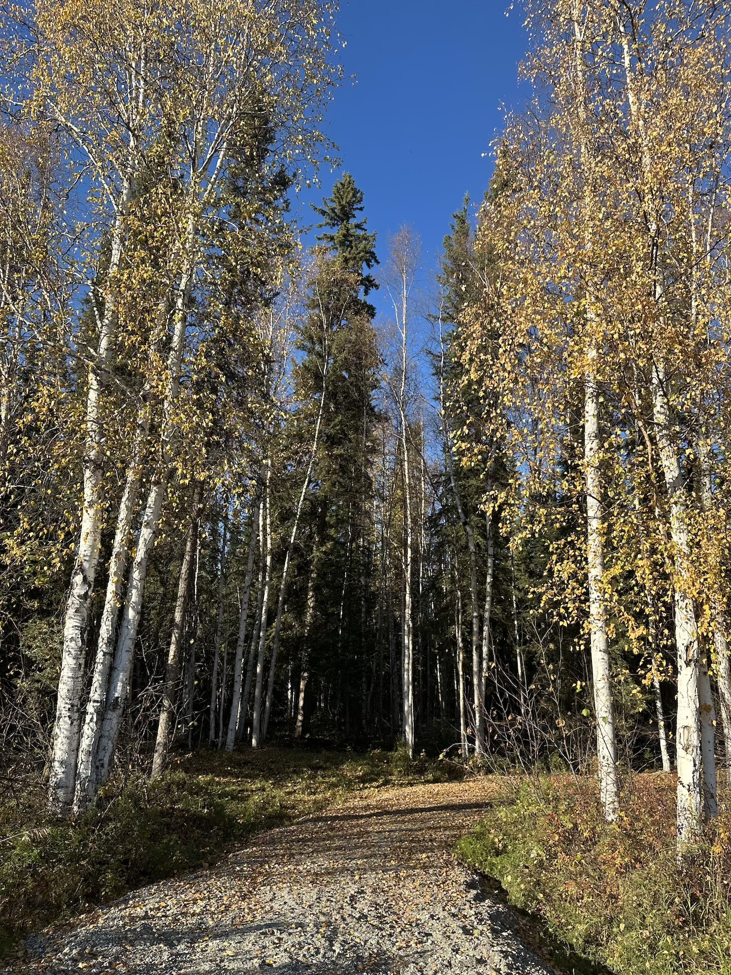 trail in the woods with gold autumn leaves
