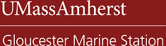 UMass Amherst Foundation logo